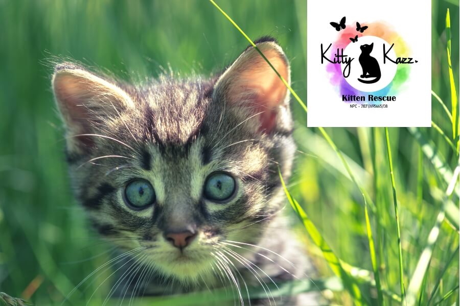 HH Feeds Promotions - Donate - Kitty Kazz