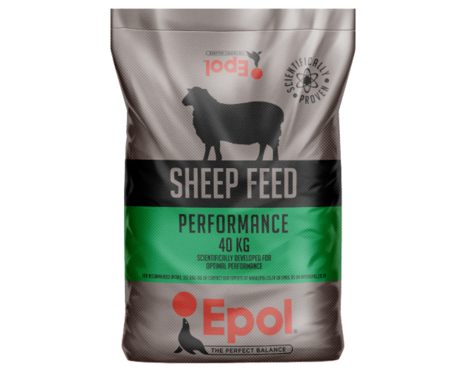 Epol lamb and ewe epol sheep