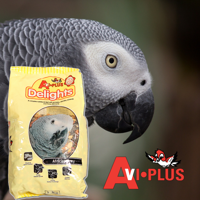 african grey avi plus delights Avi Plus Delights African Grey