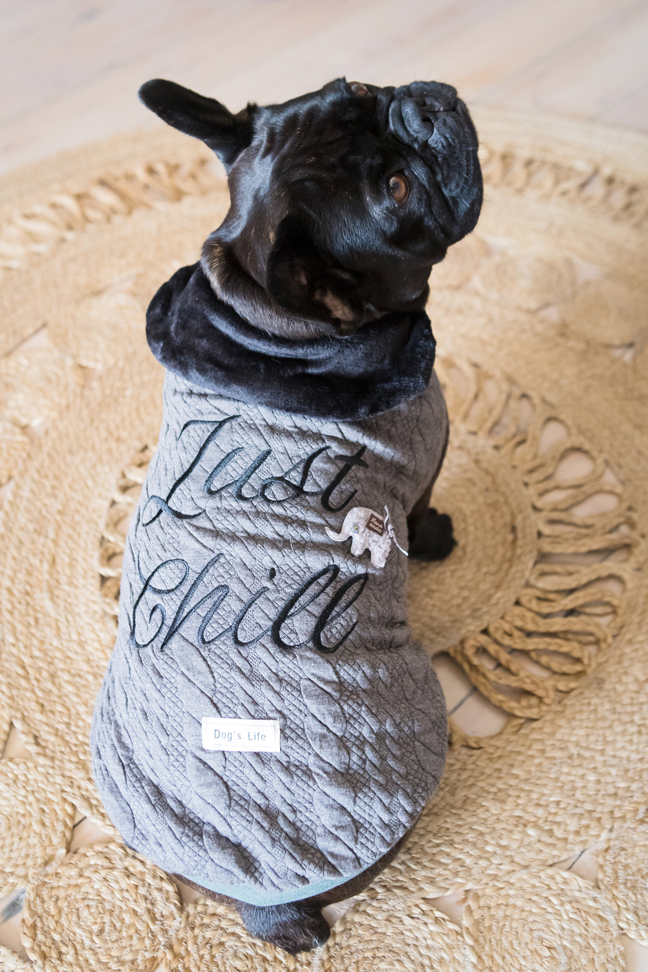 Dogs Life Just Chill Elephant Winter Cape Grey dog from top