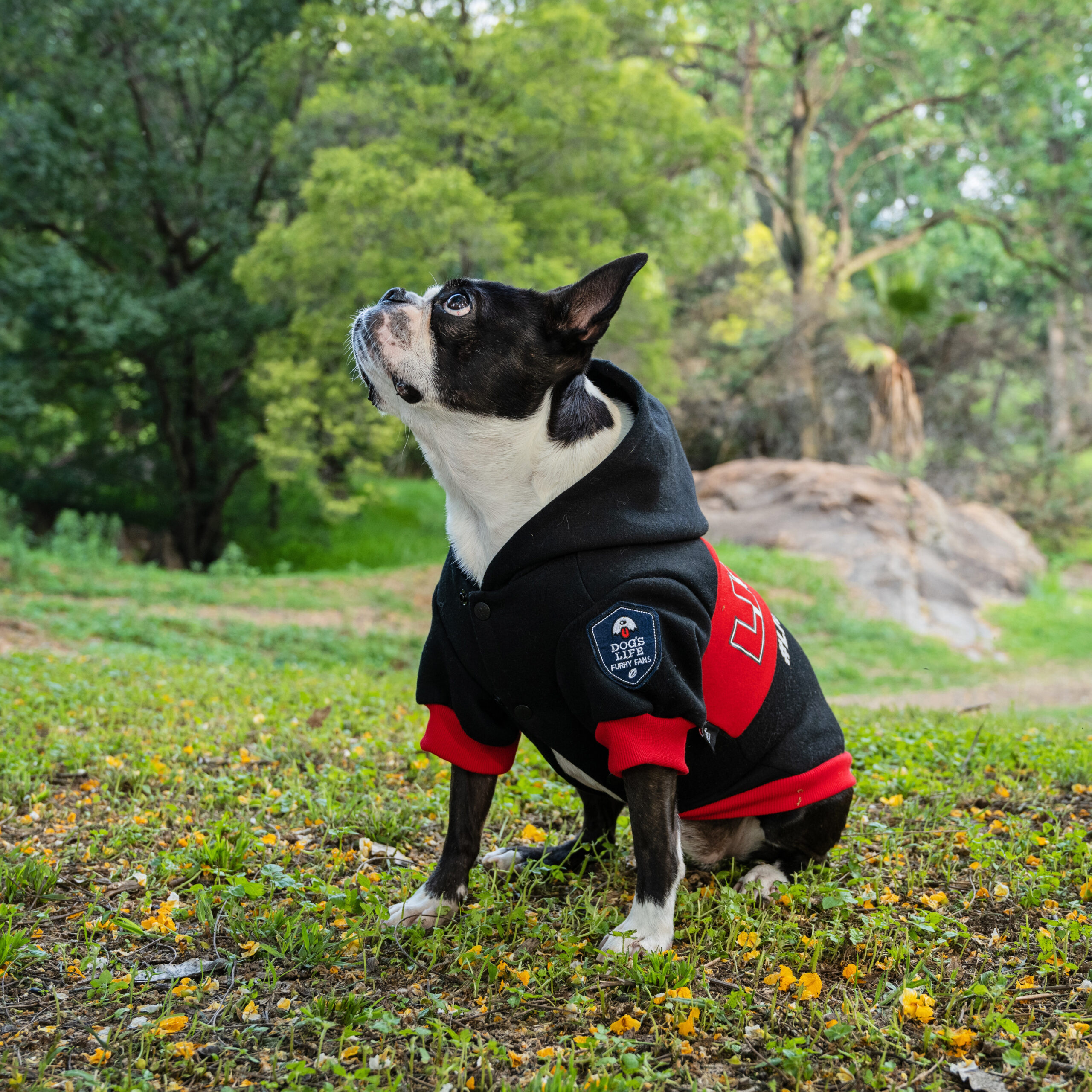 Dog's Life Official Lions Pride Rugby Hoodie dog