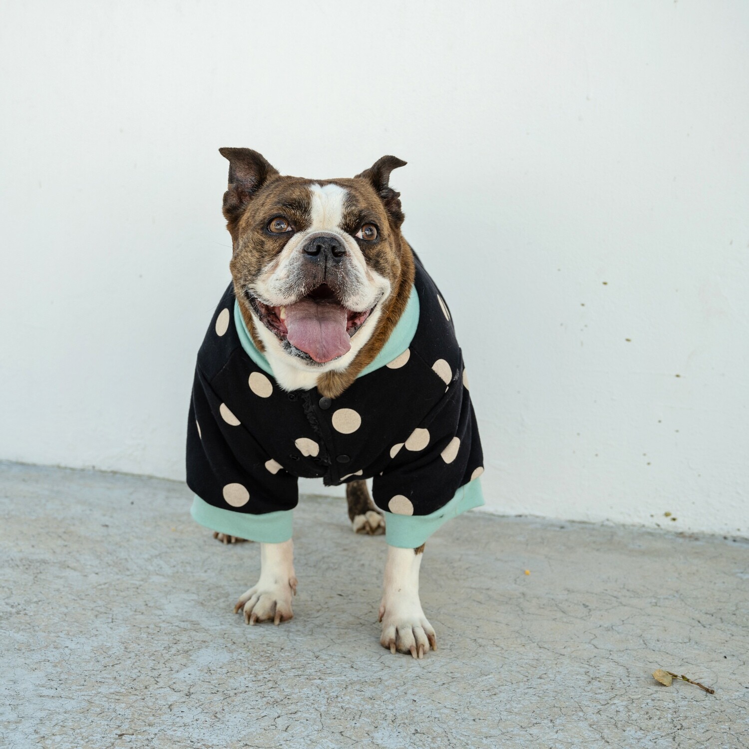 Dogs Life Polka Sweater Black dog wearing
