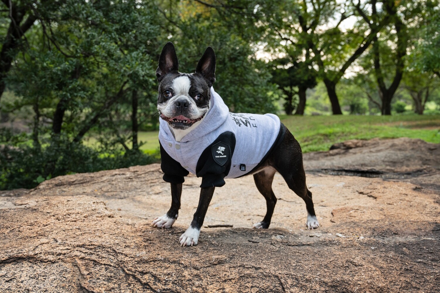Official I Am A Sharks Rugby Hoodie on dog